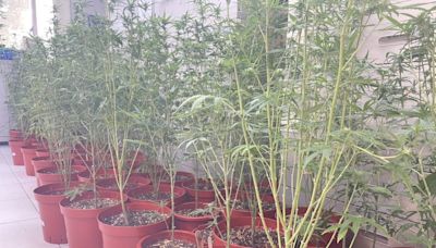 公墓種麻異想天開 新北警搗破植栽場逮88嫌