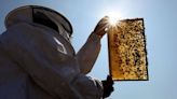 World’s first vaccine for honeybees gets US government approval