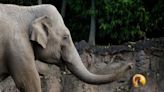 Third elephant at Dublin Zoo tests positive for deadly EEHV virus - Homepage - Western People