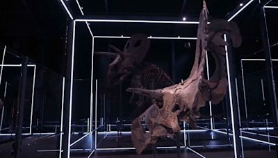 El Museo danés de la Evolución expone Lokiceratops, una nueva especie de dinosaurio