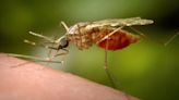 Fighting mosquito menace with repellents, vaccines