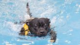 Bull Terrier Gets an Adorable Case of Zoomies After Getting in His Splash Pool