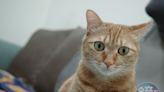 新加坡貓奴歡呼！國宅可以養貓了 廢除34年「禁貓令」最多養2隻