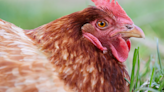 Woman Is Speechless When Her ‘Broody Hen’ Gives Her Attitude for Laying Too Many Eggs