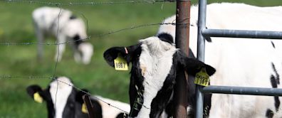 Bird Flu Keeps Spreading in U.S. Cows. How Worried Should You Be?