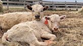 'My cattle are in a frying pan': P.E.I. farmer says stray voltage is hurting his livestock