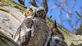 Third member of great horned owl family found dead in Chicago's Lincoln Park