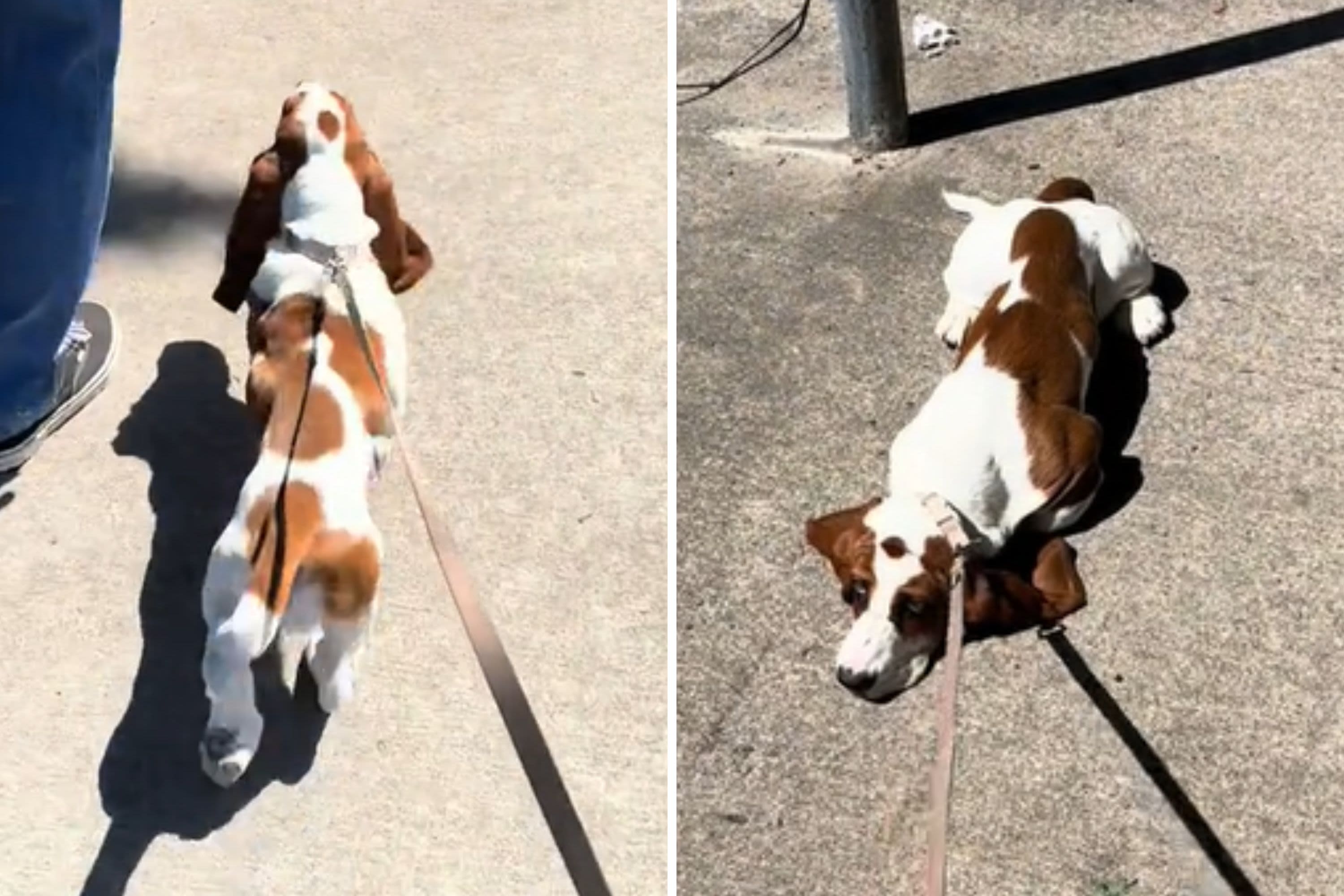 How dog walks with treats involved vs no treats leaves viewers in stitches