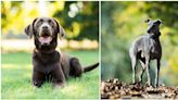 These 6 dog breeds can benefit your mental health