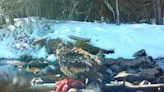 Watch this young eagle defend its dinner