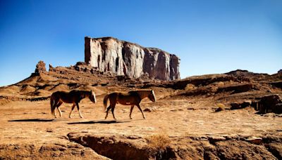 Hundreds of wild horses faced eviction from national park — then people fought back