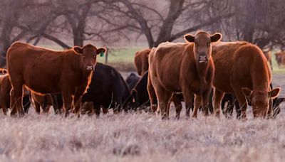 Clues from bird flu’s ground zero on dairy farms in the Texas Panhandle