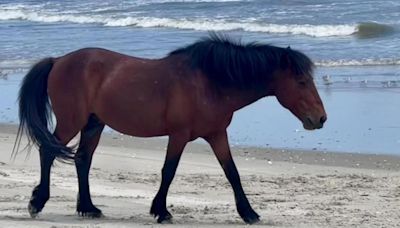Wild horse Bullwinkle euthanized after car hits him on NC beach
