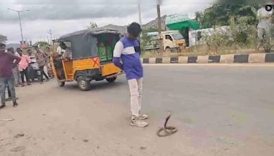 On Camera, Drunk Man Provokes Cobra, Gets Bitten