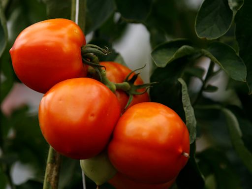 Ask the Master Gardener: Tips for growing tomatoes and dealing with pesky fungus gnats