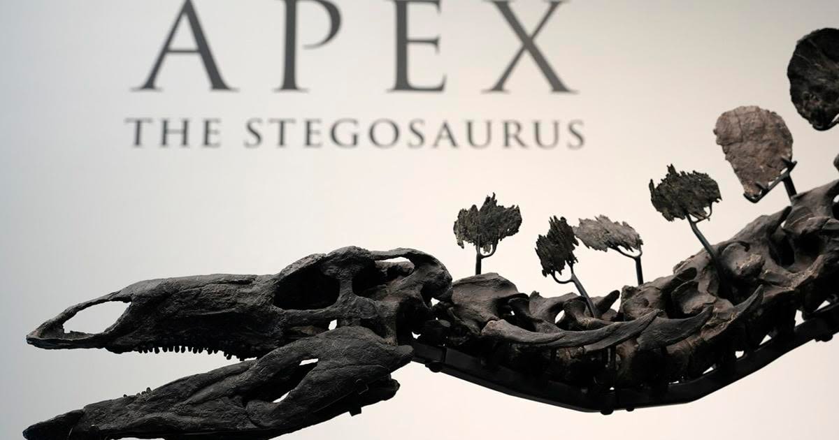 A stegosaurus nicknamed Apex will be auctioned in New York. Its remains show signs of arthritis