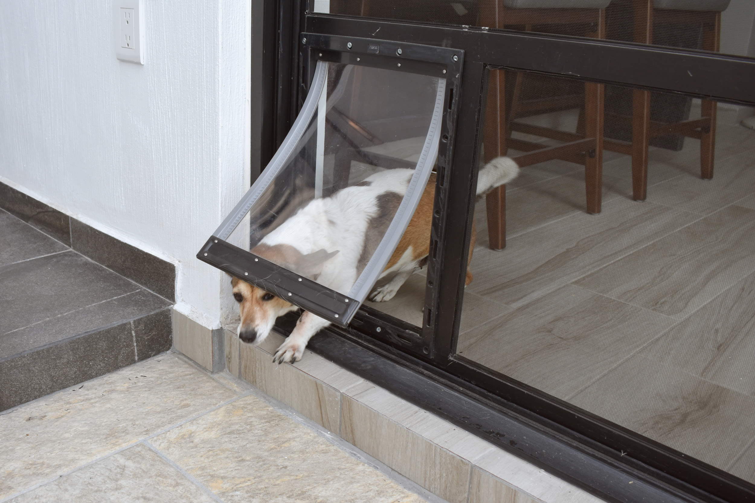 Laughter at dogs showing cousin to use back door—"Such patient teachers"