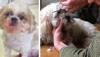 Bhopal Lady Dog Groomer Cuts Off Shih Tzu's Tongue While Trimming Hair, Flees