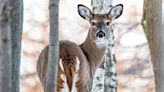 Illinois DNR announces detection of chronic wasting disease in Ford County - Outdoor News