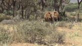 RAW VIDEO: Elephants Have Names For Each Other Just Like Humans 2/5