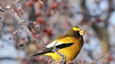 Local Audubon Society's Christmas Bird Count set for Dec. 18