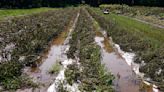 USDA designates July flooding a disaster in Vermont, making farmers eligible for emergency loans