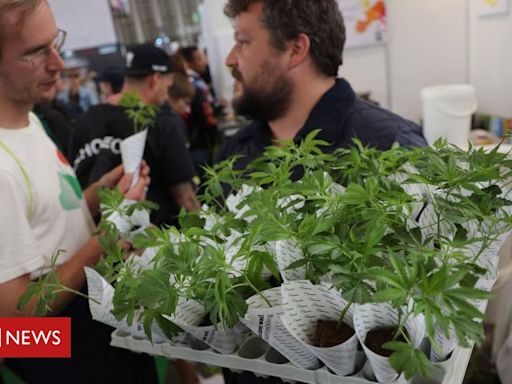 Descriminalização da maconha: quais são as regras em países que descriminalizaram ou legalizaram