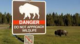 83-year-old woman seriously injured by a bison in Yellowstone National Park