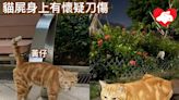 社區貓伏屍荃灣西海濱公園 急尋目擊者助緝兇 - 香港動物報 Hong Kong Animal Post