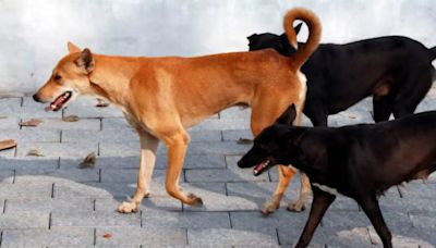 Mumbai Couple Says 26 Stray Dogs Died After They Were Denied To Feed Them, FIR Filed Against 2