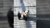 Un zoológico chino tiñe varios perros para hacerlos pasar por osos panda