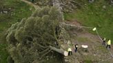 Two men in court over Sycamore Gap tree felling | ITV News
