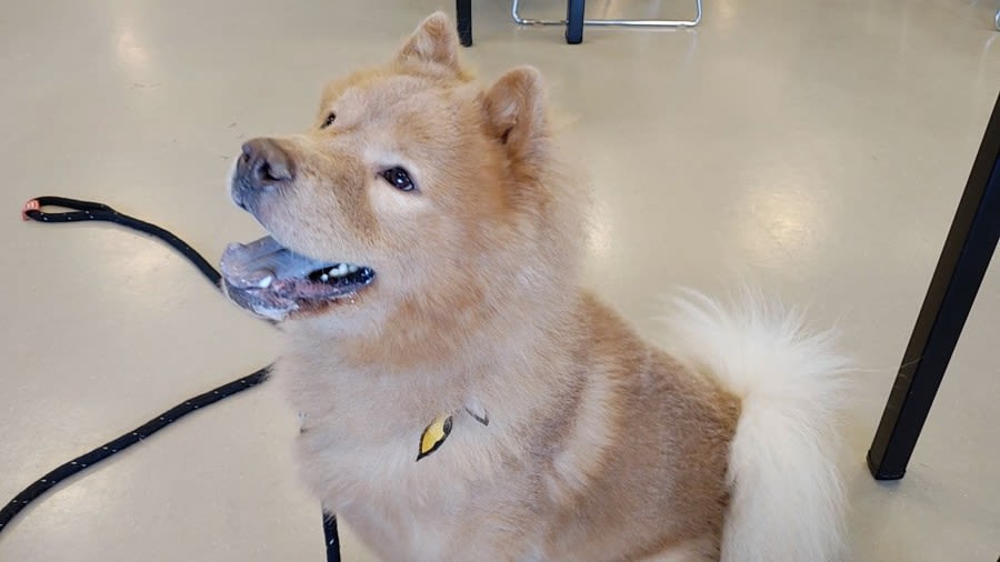 Adoptable Ohio dog wants to spin for a new family