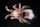 Dermanyssus gallinae
