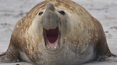 Famous ‘Neil the Seal’ Shows off in the Middle of the Road Before Being Chased Away by Police