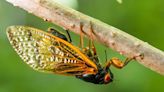 After 13 years underground, the cicadas are coming - The Hartselle Enquirer