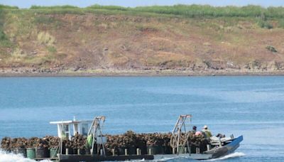 澎湖牡蠣養殖重鎮白沙城前內海爆越界違規 縣府召開公聽會