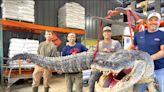 中英對照讀新聞》Longest alligator in Mississippi history captured by hunters 獵人捕獲密西西比州歷來最長短吻鱷