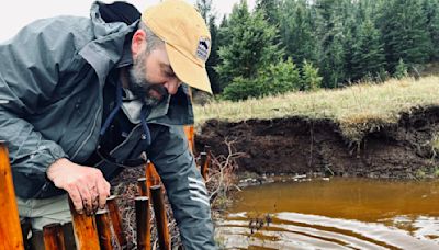 Rodent or riparian restorer: East-west views diverge as state considers beaver protections