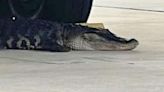 Napping Florida gator holds up Air Force flights