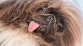 Pekingese named Wild Thang crowned World’s Ugliest Dog