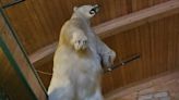 Canadian police are looking for a 500-pound taxidermy polar bear stolen from a resort in frigid, below-zero weather