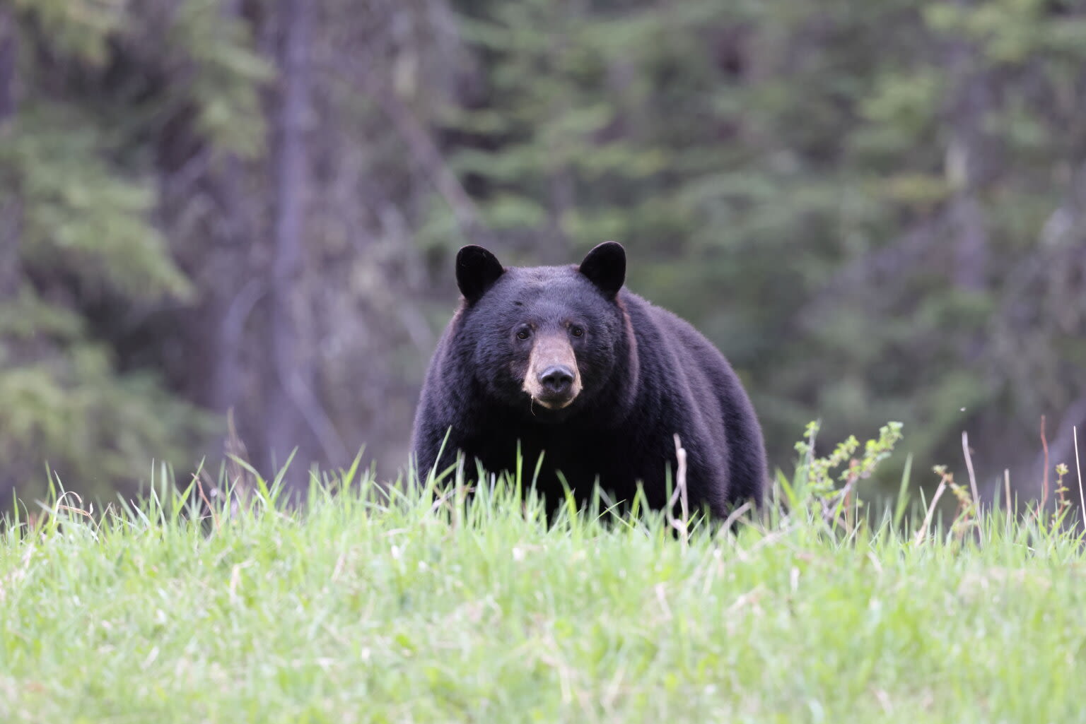 Dead black bear in large plastic bag found in Arlington Co. - WTOP News