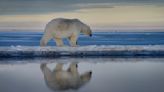 In 'extremely rare' attack, polar bear killed mother and child in Alaska. Now we know why.