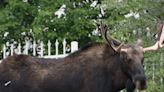 900-pound moose roams into New Mexico city. See how many officers it took to lift it