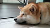 Dogecoin Traders Appear to Short Token as Meme Coin Frenzy Eases