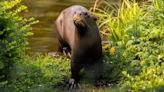 Breeding hope as rare giant otter arrives at zoo