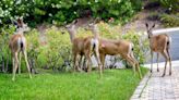 How to Keep Deer and Other Animals from Destroying Your Yard (Without Destroying Your Yard)