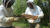 Sustainably Speaking: Honeybees and springtime pollination and swarming