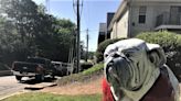 Hancock Avenue bulldog goes missing in Athens, then mysteriously reappears